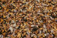Autumn leaves - shades of brown and orange