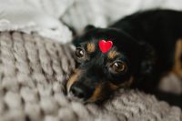 Kaboompics - A dog with heart on head