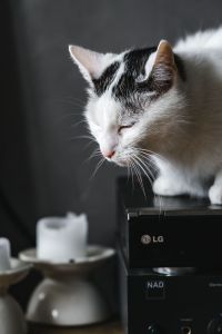 Kaboompics - Cat Portrait