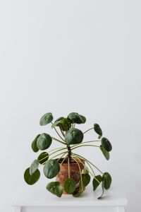 Kaboompics - Pilea in a pot on a white background