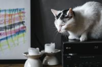 Kaboompics - White cat