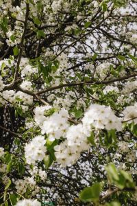 Spring Awakening: A Symphony of Blooms and Fresh Beginnings