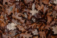 Autumn leaves - shades of brown