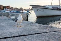 Kaboompics - Seagull at Nessebar Port, Bulgaria