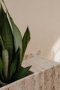 Textured Harmony: Natural Forms and Shadows in Still Life Decor