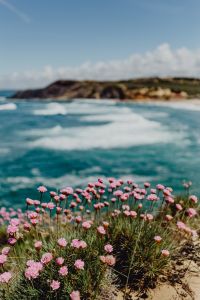Kaboompics - Cluster of Pink Flowers Growing at the Ocean's Edge, Portugal