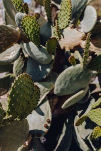 Kaboompics - Big green prickly pear, cactus, opuntia