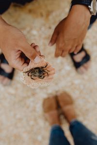 Kaboompics - Dry dead crab at the beach