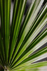 Kaboompics - Palm leaf