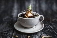Kaboompics - Little seedling in a cup with small golden pins on a wooden board