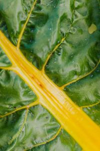 Kaboompics - Beet leaf