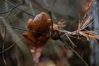 Kaboompics - Pine cone, oak leaf and pine needles