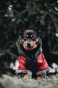 Kaboompics - Small dog with warm jacket