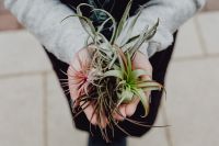 Kaboompics - Different types of Air Plants in womens hands