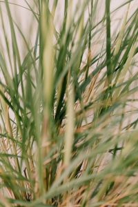 Kaboompics - Grass on a sand