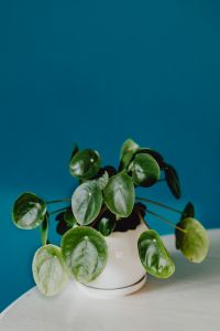 Kaboompics - A small Pilea plant in a white pot