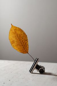 Kaboompics - Dried leaves - abstract background - wallpaper