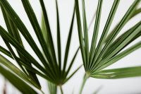Kaboompics - European fan palm