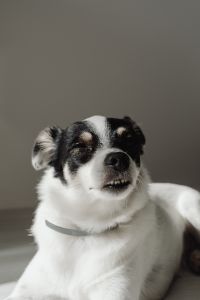 Kaboompics - Black and white dog - puppy