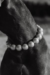 Kaboompics - Canine Couture - Paws and Style