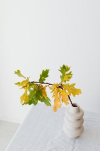 Kaboompics - Oak leaves in a vase