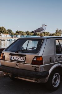 Kaboompics - Seagull on a car roof