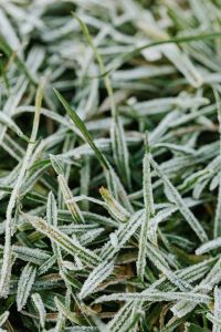 Morning frost on plants