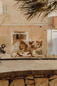 Kaboompics - Runaway stray cat