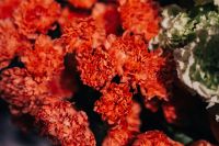 Close-ups of red flowers