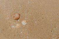 Sand beach background with sea shells & pebbles - many round small stones