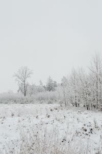 Kaboompics - Winter in the forest - frosted trees