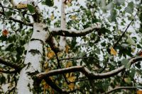 Kaboompics - Birch tree trunk