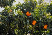 Kaboompics - Orange tree