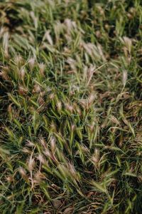 Kaboompics - Grass