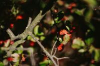 Kaboompics - Close-ups of leaves, flowers and fruit on trees, part 2