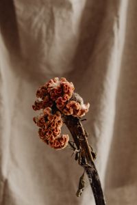 Kaboompics - Earthenware Vases with Dried Flowers on Linen Background
