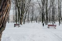 Wintery Park
