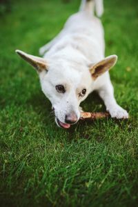 Kaboompics - Dog playing with stick