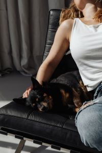 Kaboompics - A black little dog rests with a woman on a chair