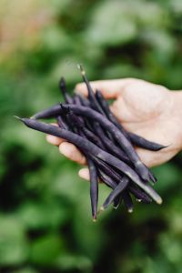 Kaboompics - Purple beans