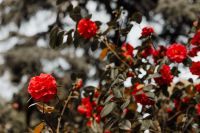 A beautiful blooming red rose in Madrid Botanic Garden