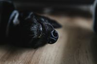 Kaboompics - Adorable black dog
