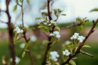Kaboompics - Little white flowers on branches