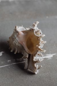 Kaboompics - Pearl and white bead rings on large shell - jewelry - pearl trend