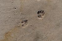 Kaboompics - A dog's paw print in the sand
