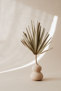 Kaboompics - Neutral Palm