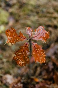Kaboompics - Red oak leaves covered with needles