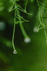 Tamarix - tamarisk - salt cedar - water drops
