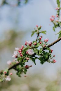 Kaboompics - A blooming apple trees in spring