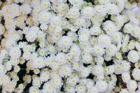 Kaboompics - White Chrysanthemum